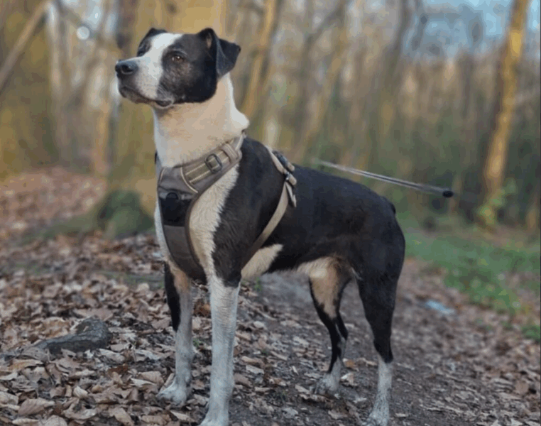 Zaginął pies w typie wyżła