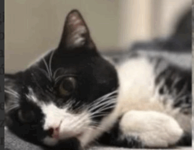 Poszukiwana kotka Mija