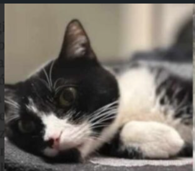 Poszukiwana kotka Mija
