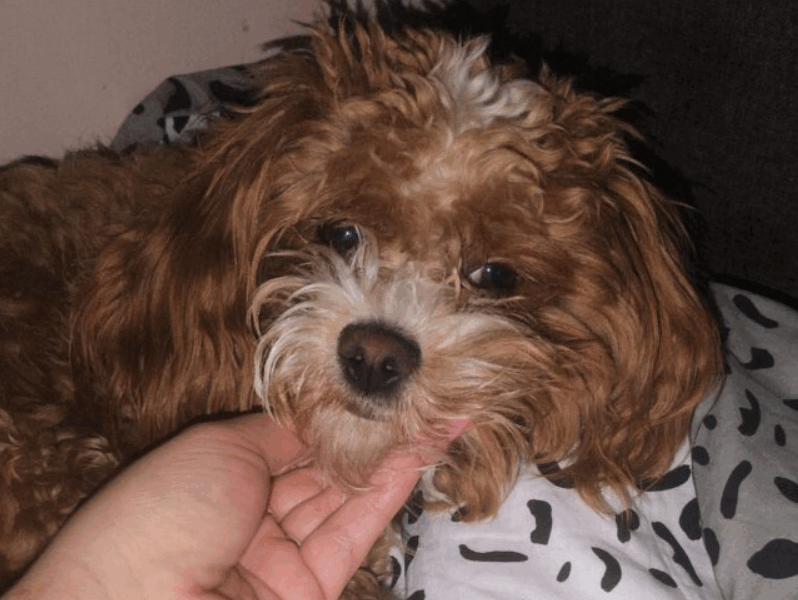 Zaginął piesek Ozi