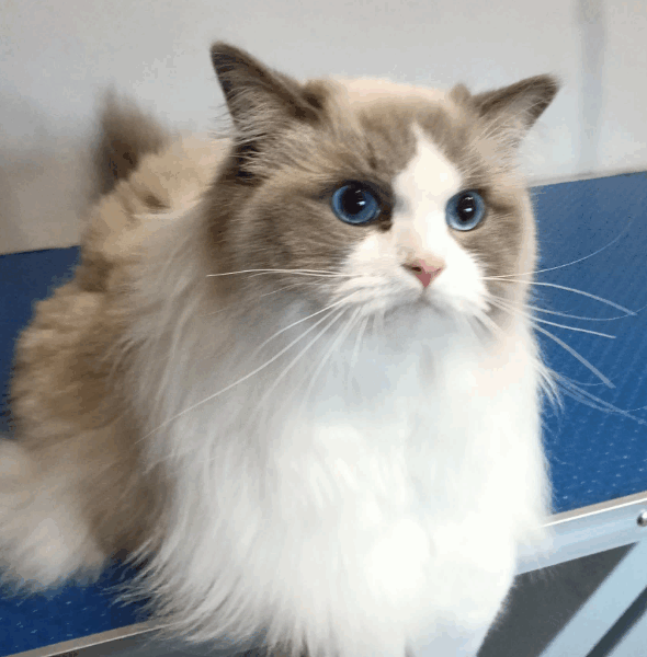 Zaginał kot Ragdoll / kotka