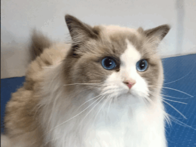 Zaginał kot Ragdoll / kotka