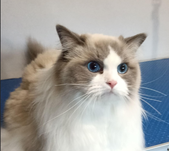 Zaginał kot Ragdoll / kotka