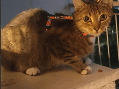 Zaginęła kotka Frania