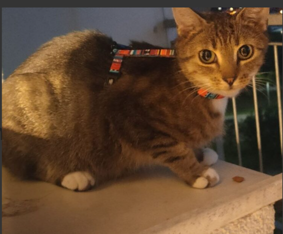 Zaginęła kotka Frania