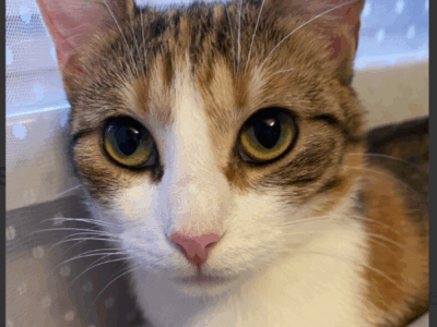 Zaginęła kotka Musia