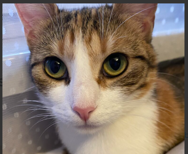 Zaginęła kotka Musia