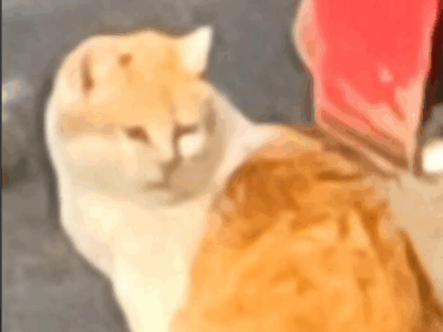 Zaginęła kotka Pusia