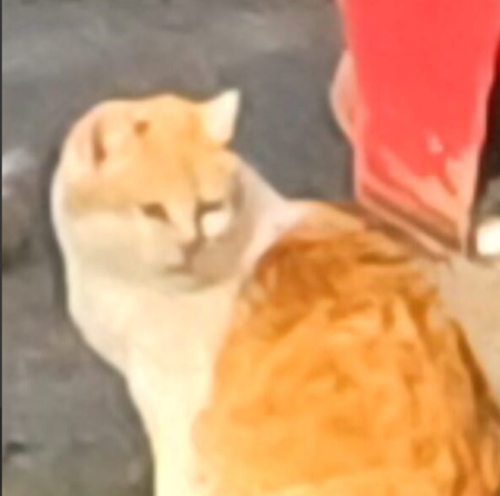 Zaginęła kotka Pusia