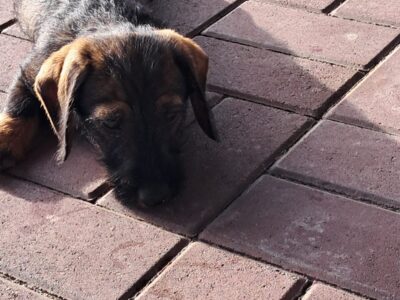 Zaginął Jamnik Szorstkowłosy