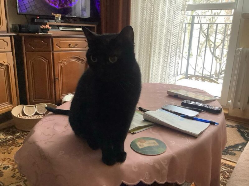 Zaginęła czarna roczna koteczka