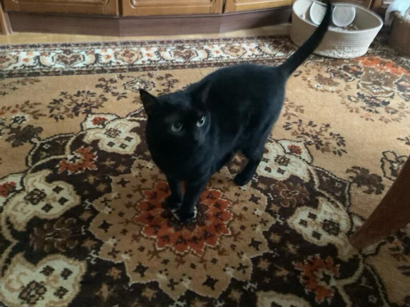 Zaginęła czarna roczna koteczka