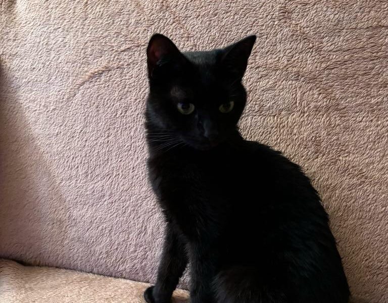 Zaginęła czarna roczna koteczka