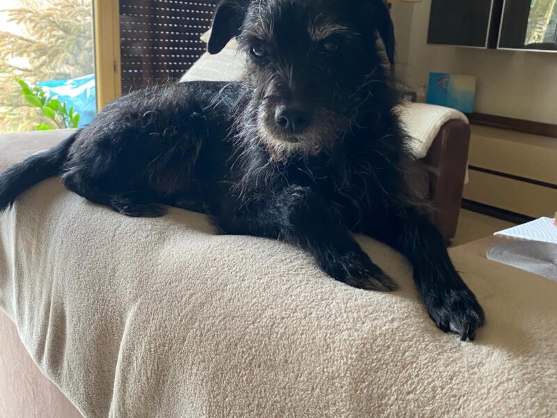 Zaginął Piesek w Rychwałdku