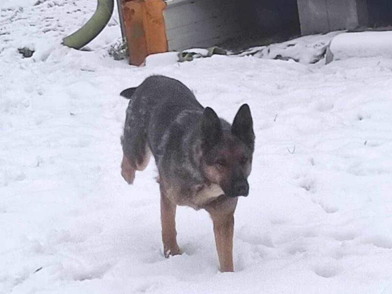 Zaginęła Sunia Owczarek Niemiecki