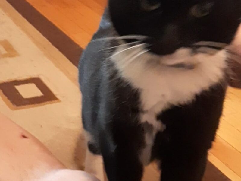 Zaginęła ukochana kotka Grażynka