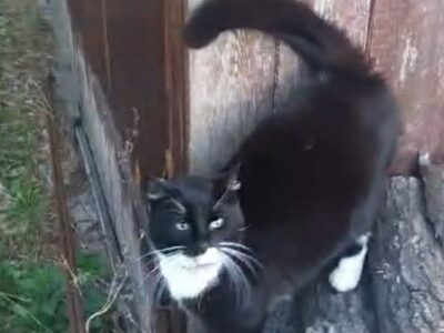 Zaginęła ukochana kotka Grażynka