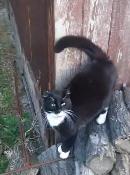 Zaginęła ukochana kotka Grażynka