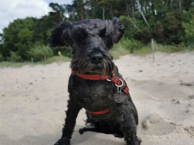 Zaginęła sunia w centrum Szczecina