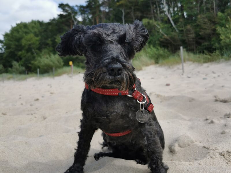 Zaginęła sunia w centrum Szczecina