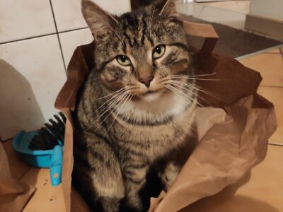 Zaginął kot Rumia-Szmelta