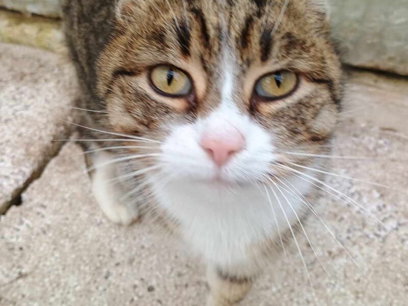 POMOCY ! Zaginęła kotka Malutka