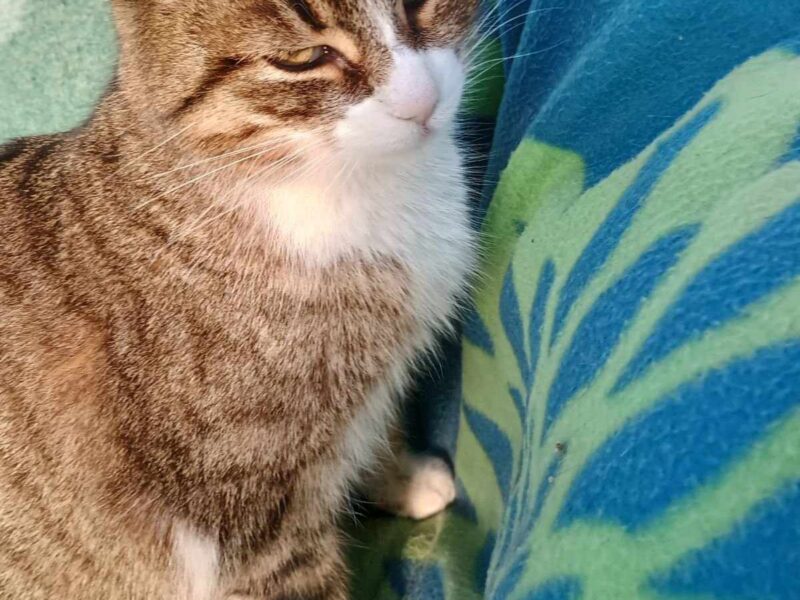 POMOCY ! Zaginęła kotka Malutka