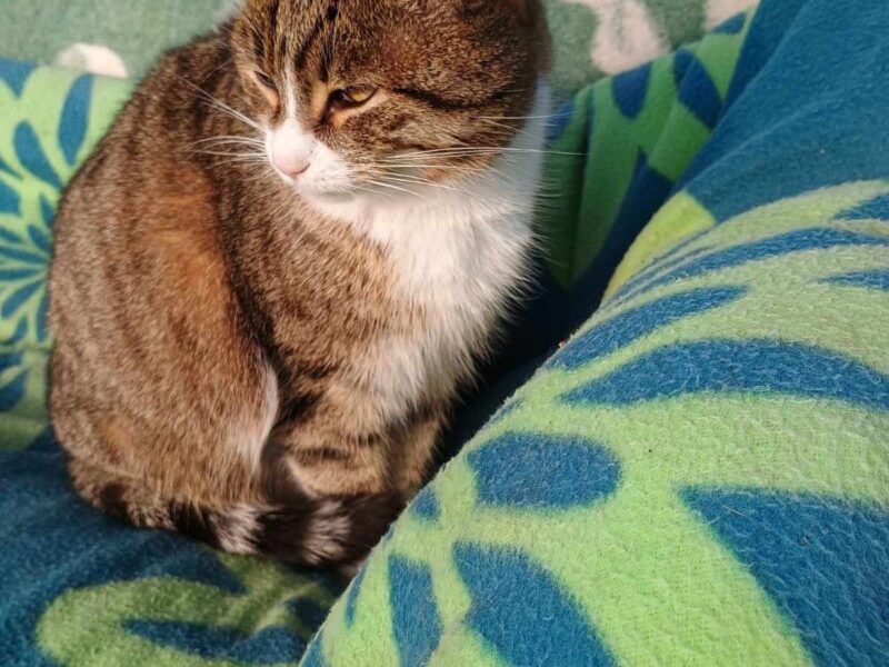 POMOCY ! Zaginęła kotka Malutka