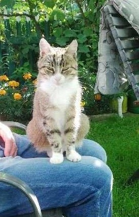 POMOCY ! Zaginęła kotka Malutka