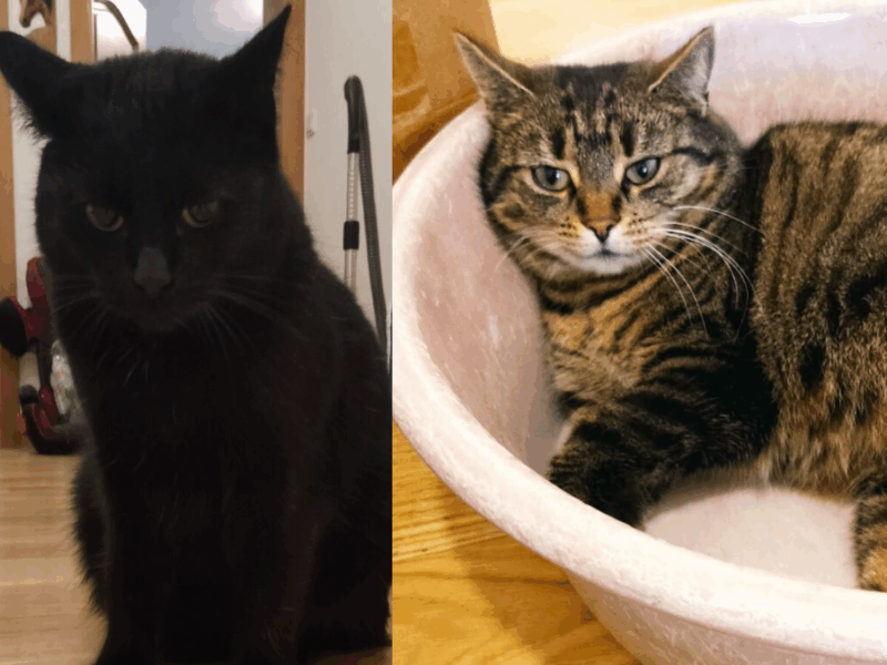 Zaginęły 2 koty Okuniew