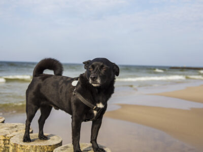 Zaginął mój pupil