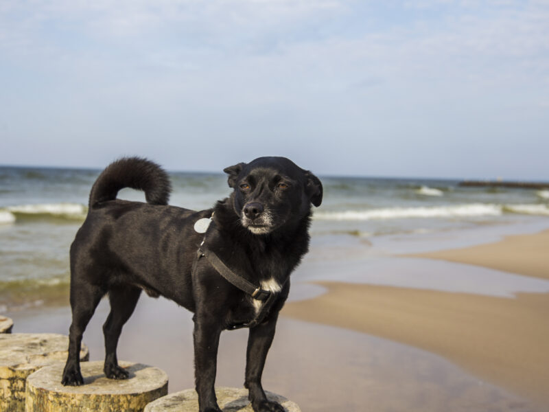Zaginął mój pupil