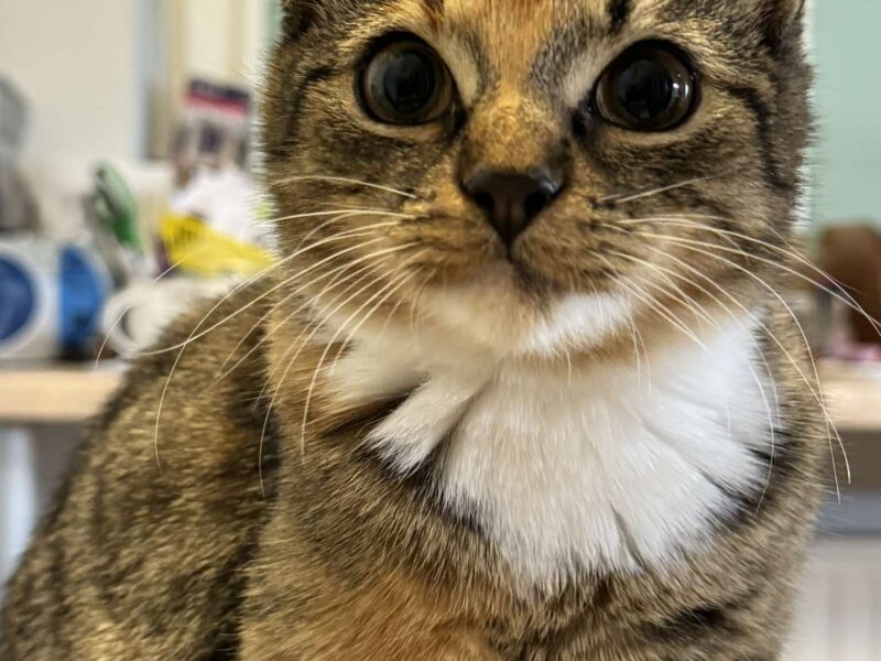 Zaginęło kocie rodzeństwo