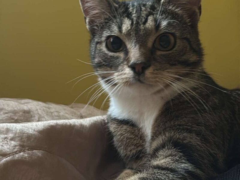 Zaginęło kocie rodzeństwo