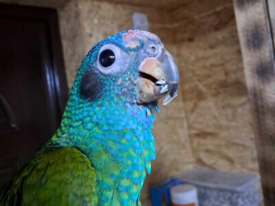 Zaginęła papuga Riko