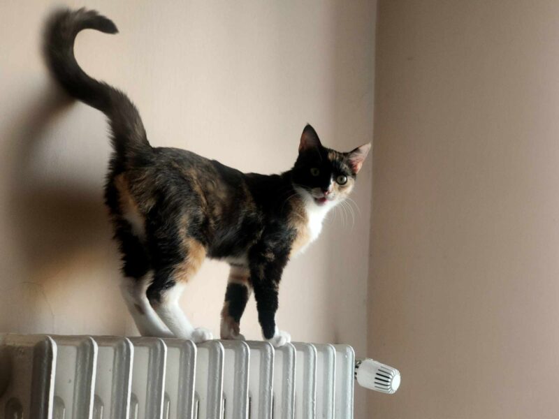 Proszę o pomoc w odnalezieniu