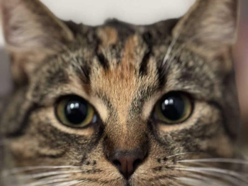 Zaginęło kocie rodzeństwo