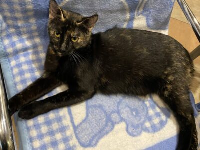 Zaginęła kotka Sisi