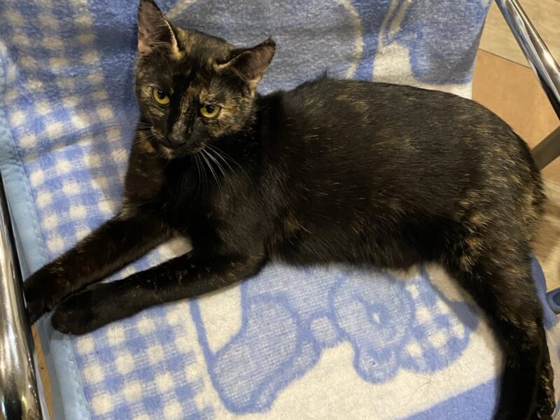 Zaginęła kotka Sisi