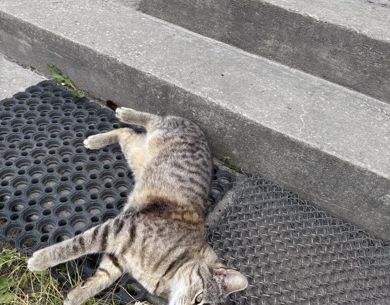 Zaginął kotek Puszek