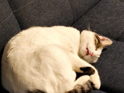 Zaginęła kotka Olusia