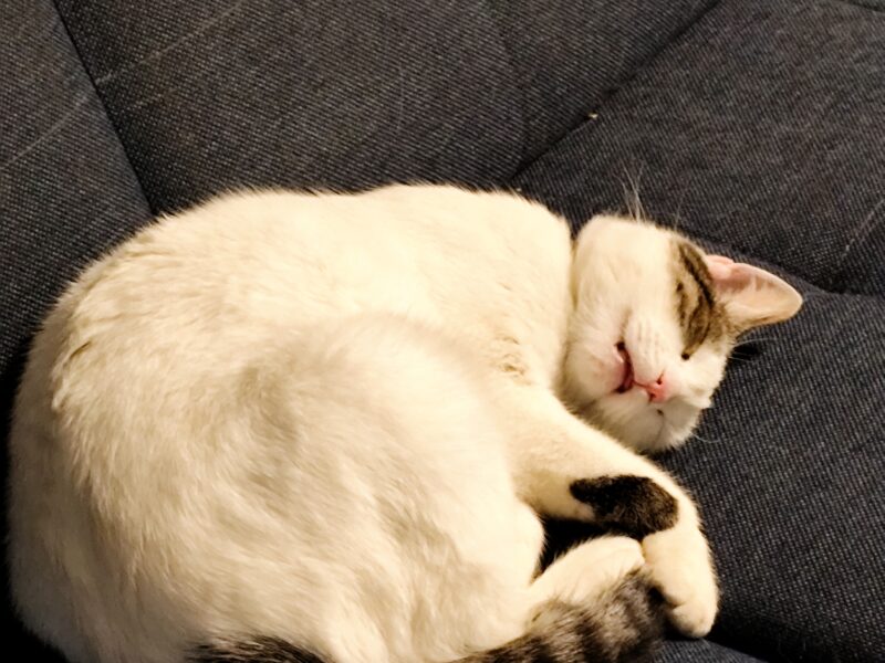 Zaginęła kotka Olusia