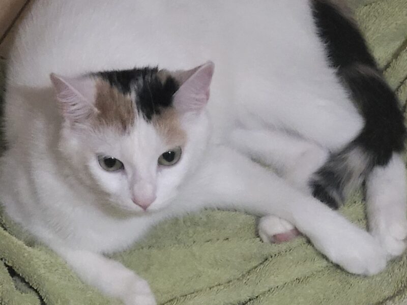 Zaginęła roczna kotka Emilia/ Zgierz