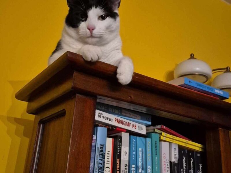 Zaginął kotek Boluś