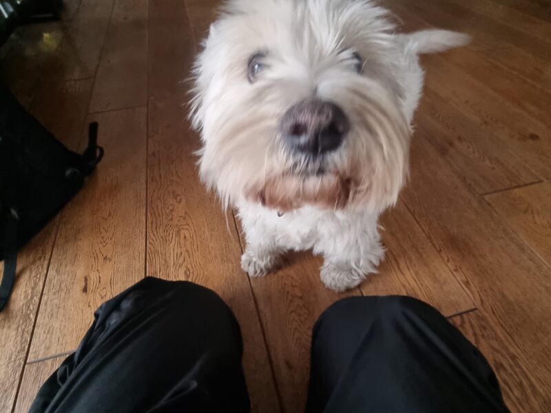 Zaginęła Zula (suczka) - West Highland White Terrier