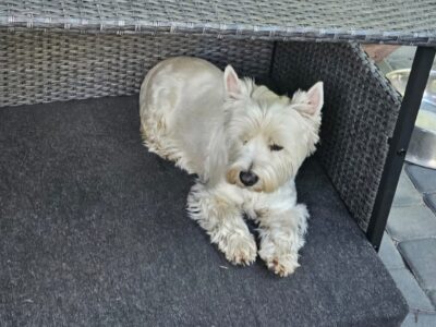 Zaginęła Zula (suczka) - West Highland White Terrier