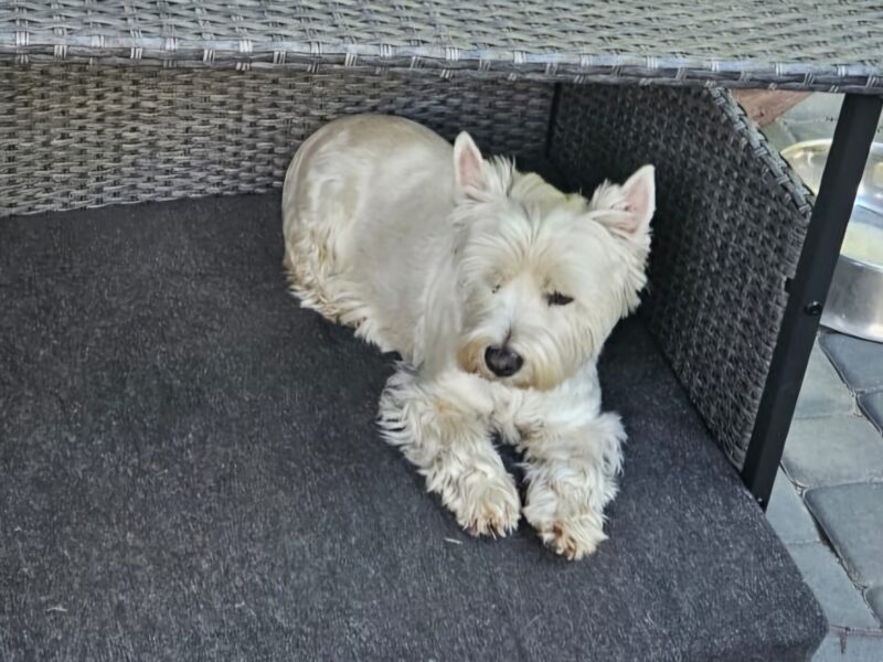 Zaginęła Zula (suczka) - West Highland White Terrier