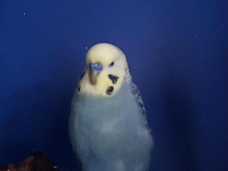 Uciekły oswojone Papużki Faliste