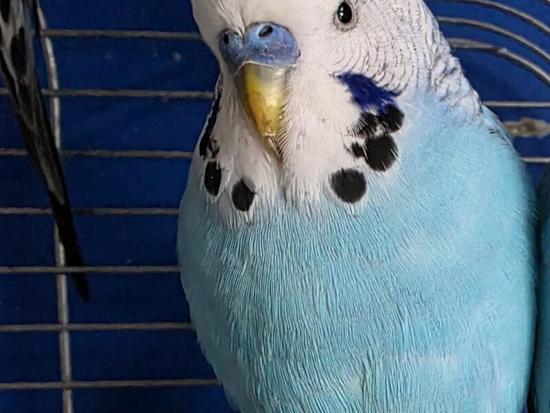 Uciekły oswojone Papużki Faliste