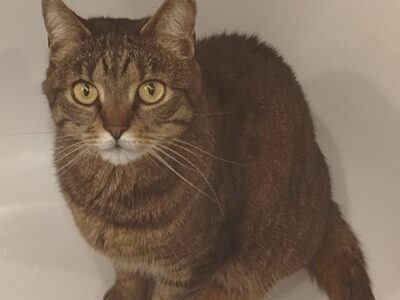 ZAGINĄŁ KOT MANIEK, POSIADA CZIP